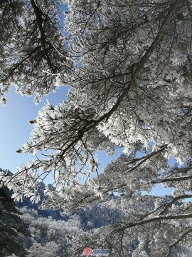 <strong>好美!安徽黄山今冬首场大雪来袭  犹如进入水晶宫</strong>